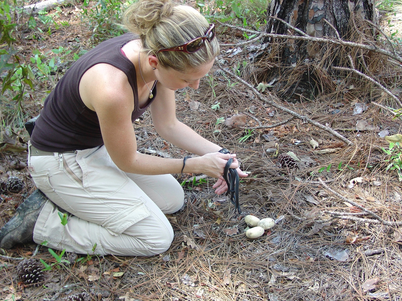 Hatchling Drymarchon couperi